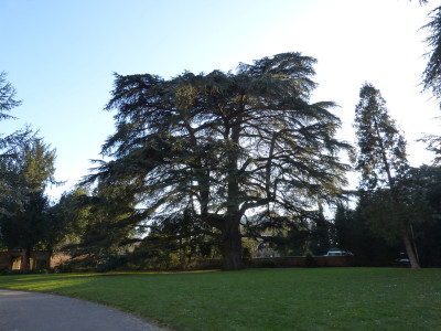 2018-02-24 Cedrus libani 1.jpg