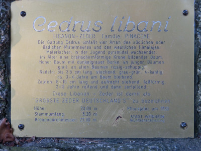 2018-02-24 Cedrus libani 2.jpg