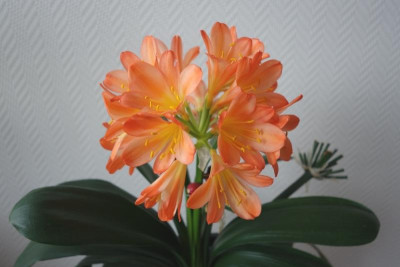 Kleine Klivie pastellorange2.3.2018.jpg