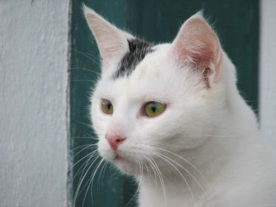 louis_portrait.jpg