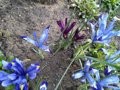 IMG_20180309_154931.jpg