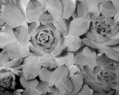 IMG_9506-Sempervivum-1-400-90.JPG