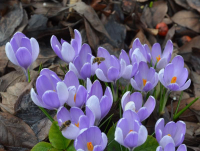 Crocus_vernus-Vanguard.18-1.jpg
