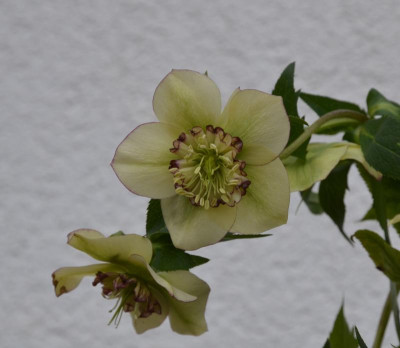 Helleborus-Dinah.18-1.jpg