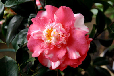 K_Ca_Elgans02075.jpg