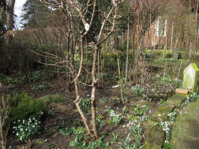 IMG_1930_Pfarrgarten_Saxdorf_10Maerz2018_.jpg