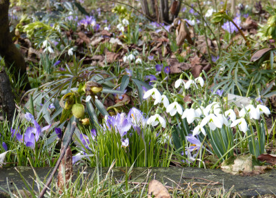 2018-03-10 Frühlingsblüte Saxdorf 2.jpg