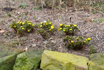 2018-03-10 Frühlingsblüte Saxdorf 6.jpg