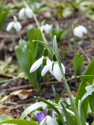 2018-03-10 Frühlingsblüte Saxdorf 7.jpg