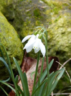 2018-03-10 Frühlingsblüte Saxdorf 9.jpg
