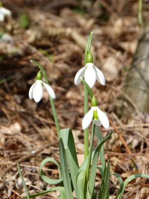 2018-03-10 Frühlingsblüte Saxdorf 10.jpg