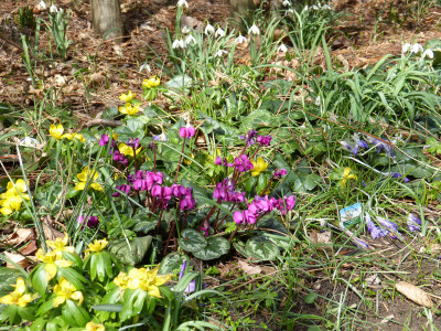 2018-03-10 Frühlingsblüte Saxdorf 11.jpg