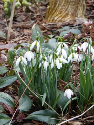 2018-03-10 Frühlingsblüte Saxdorf 12.jpg