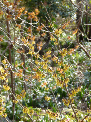 2018-03-10 Frühlingsblüte Saxdorf 13.jpg