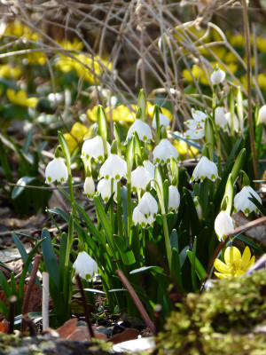 2018-03-10 Frühlingsblüte Saxdorf 15.jpg