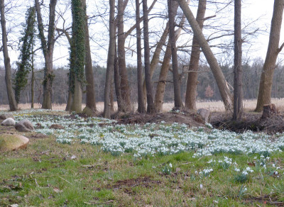 2018-03-10 Schloßpark Uebigau 3.jpg