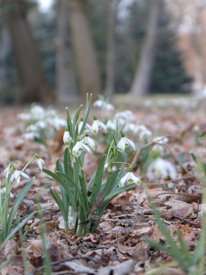 2018-03-10 Schloßpark Uebigau 5.jpg