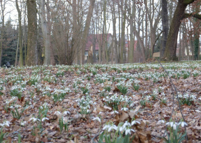 2018-03-10 Schloßpark Uebigau 6.jpg
