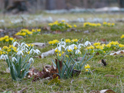 2018-03-10 Schloßpark Uebigau 11.jpg