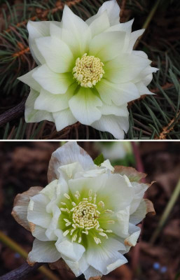 Helleborus_Frost.jpg