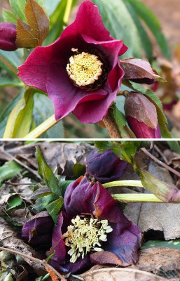 Helleborus_Frost_2.jpg