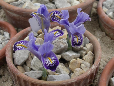 Iris stenophylla ssp.allisonii 09.03.18.JPG