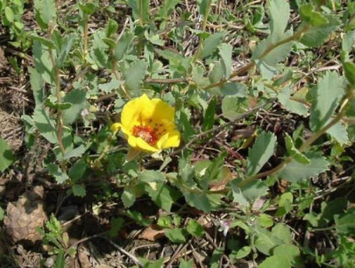 Rosa_persica_klein.jpg