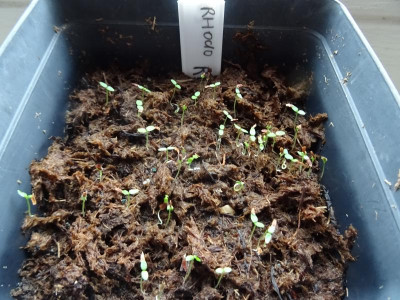 Rhododendron rex Germination February 2018.JPG