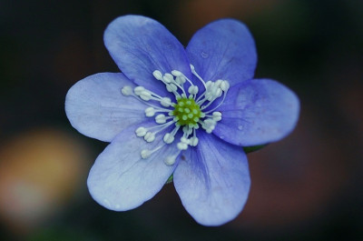 Hepatica_Urtica_Liseli_1_03-03-2007.jpg