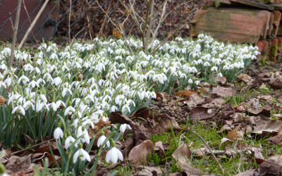 2018-03-11 Galanthus nivalis 1.jpg