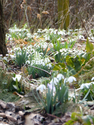 2018-03-11 Galanthus nivalis 4.jpg