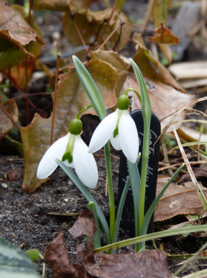 2018-03-11 Galanthus 'Peardrop'.jpg