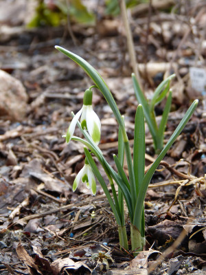 2018-03-11 Galanthus 'Scharlockii' Sämling 1.jpg