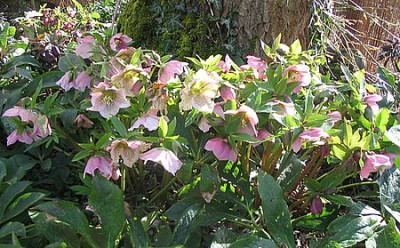 Helleborusschwemme_2007.jpg