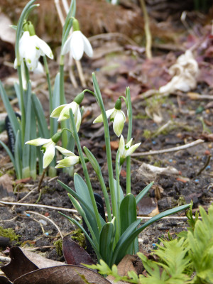 2018-03-11 Galanthus 'Cowhouse Green'.jpg