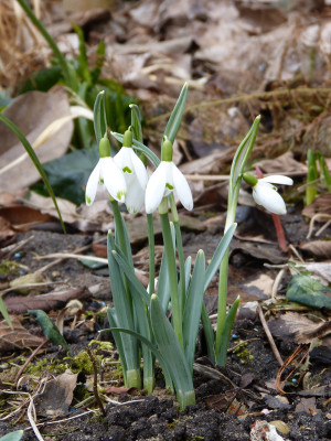 2018-03-11 Galanthus 'Maximus'.jpg