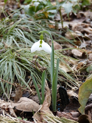 2018-03-11 Galanthus 'Fliether Glocke'.jpg