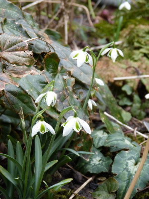 2018-03-11 Galanthus 'G 75'.jpg
