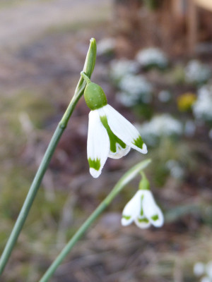 2018-03-11 Galanthus 'Josie'.jpg