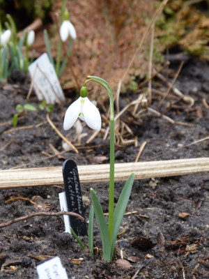 2018-03-11 Galanthus 'Ketton'.jpg
