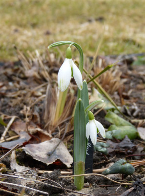 2018-03-11 Galanthus 'Kildare'.jpg