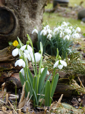 2018-03-11 Galanthus 'Merlin'.jpg