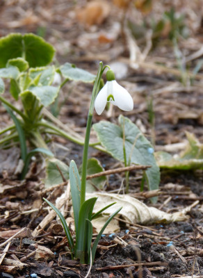 2018-03-11 Galanthus 'Mrs. Backhouse No 12'.jpg