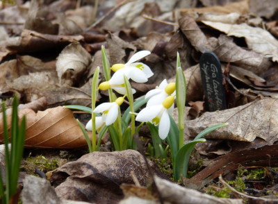 2018-03-11 Galanthus 'Spindlestone Surprise'.jpg