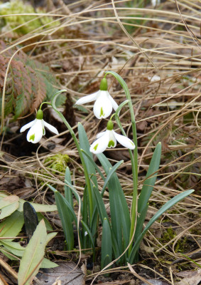 2018-03-11 Galanthus 'Trumps' 1.jpg