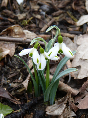 2018-03-11 Galanthus 'Trumps' 2.jpg