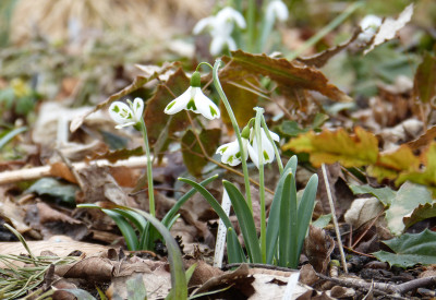 2018-03-11 Galanthus 'Trympostor' - 'Trumps' 2.jpg
