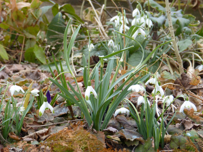 2018-03-11 Galanthus 'Warei'.jpg