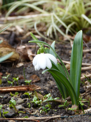 2018-03-11 Galanthus 'E. A. Bowles'.jpg