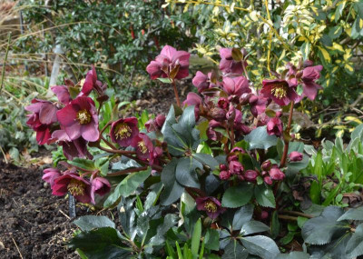 Helleborus-IceNRoses.Red.18-6.jpg